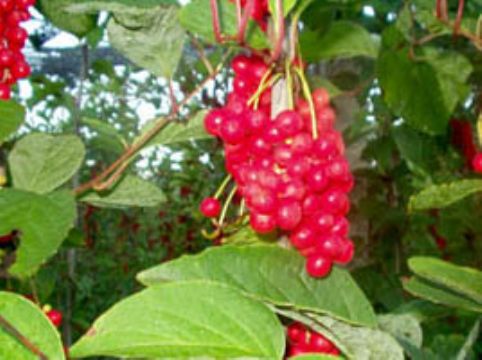 Schisandra Extract 